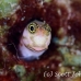blenny_lubbocks_cp_sim_h_0035_tha3516.jpg